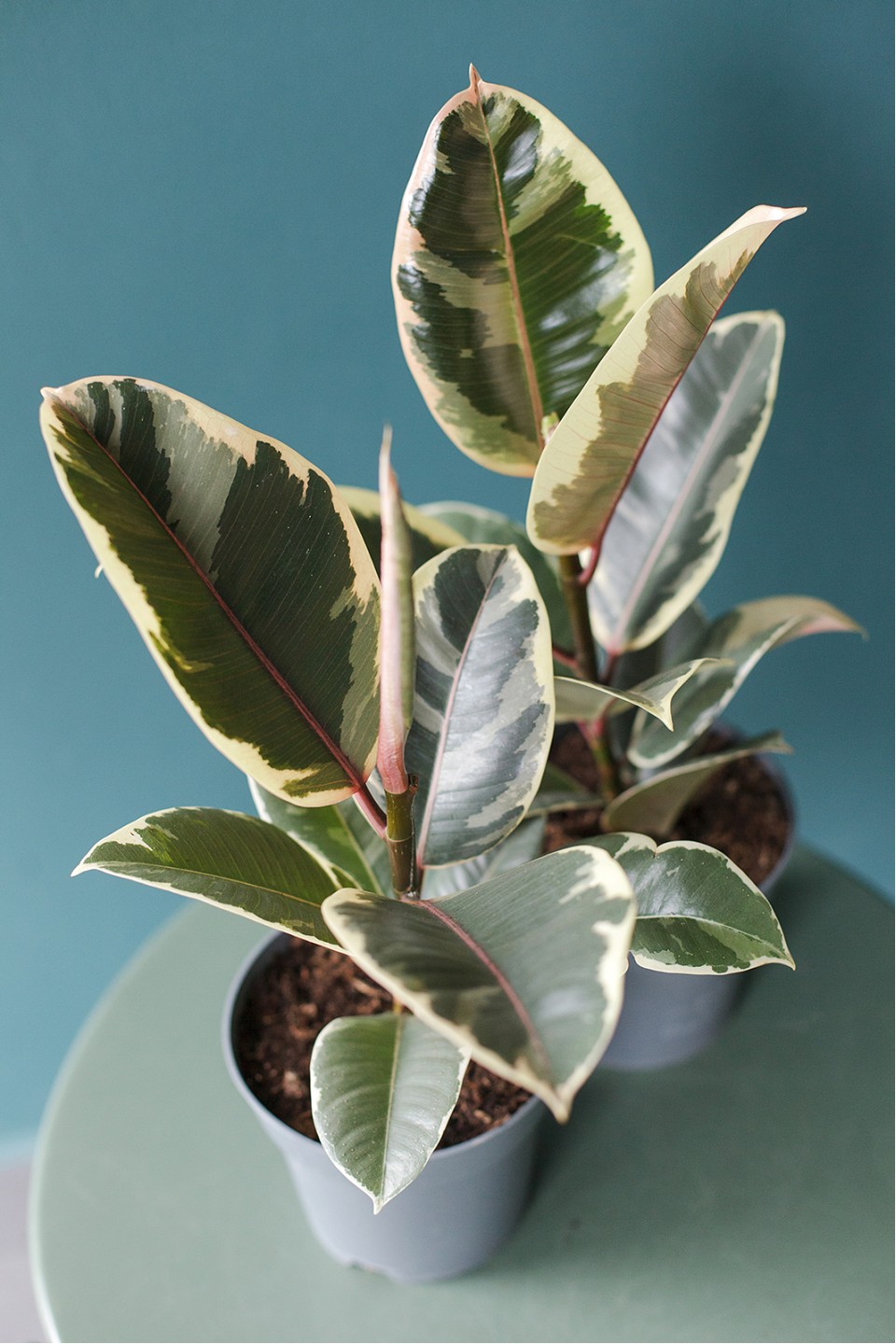 Фикус каучуконосный Эластика Тинеке (Ficus Elastica Tineke) - с добавлением зелени