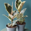 Фикус каучуконосный Эластика Тинеке (Ficus Elastica Tineke) - с доставкой по Минску - миниатюра