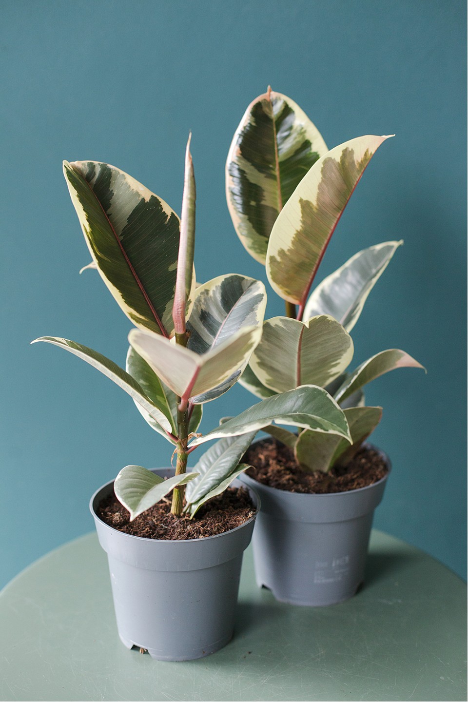 Фикус каучуконосный Эластика Тинеке (Ficus Elastica Tineke) - с доставкой по Минску