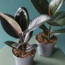 Фикус Робуста (Ficus Robusta) - миниатюра