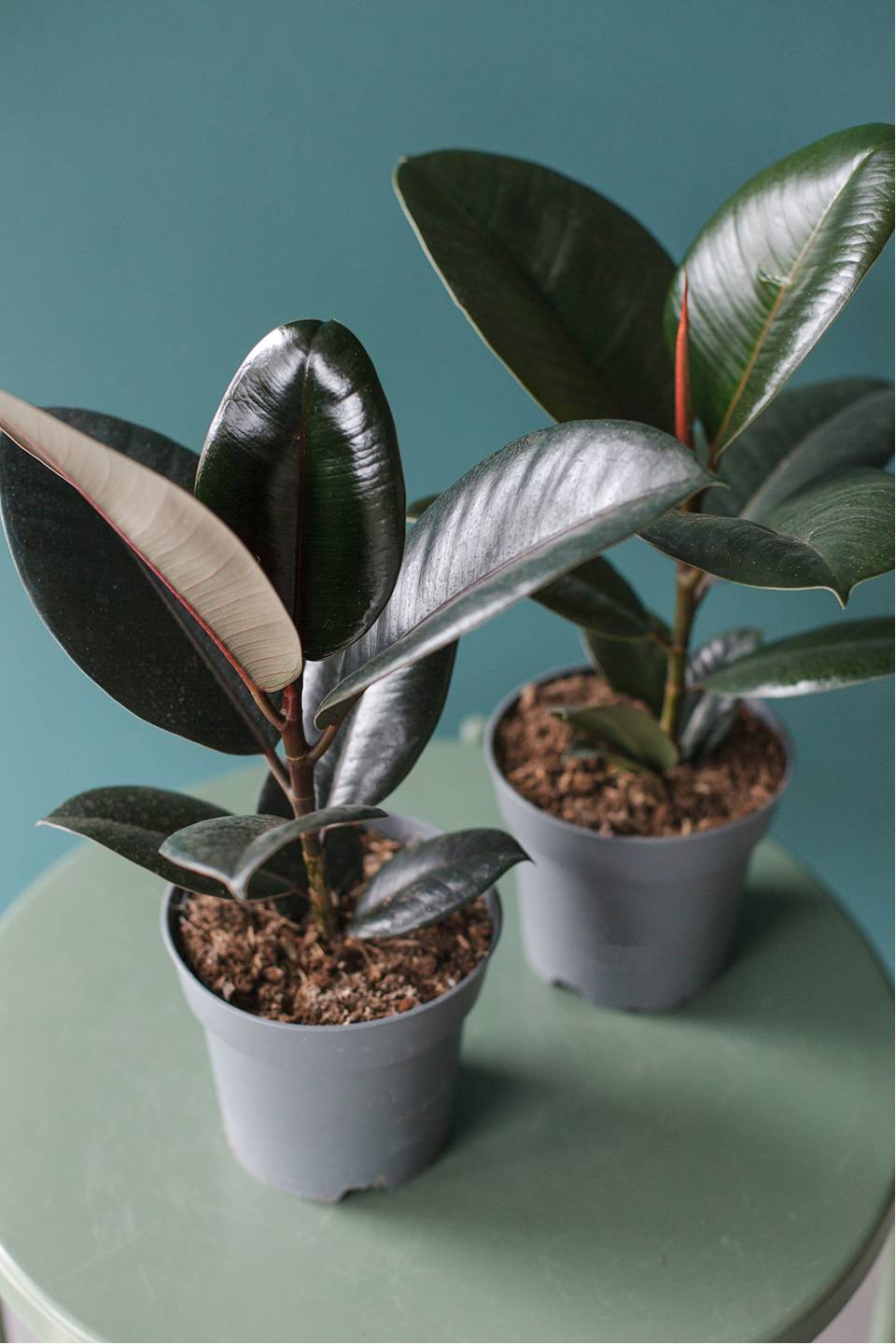 Фикус Робуста (Ficus Robusta)