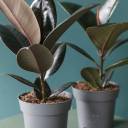 Фикус Робуста (Ficus Robusta) - с доставкой по Минску - миниатюра