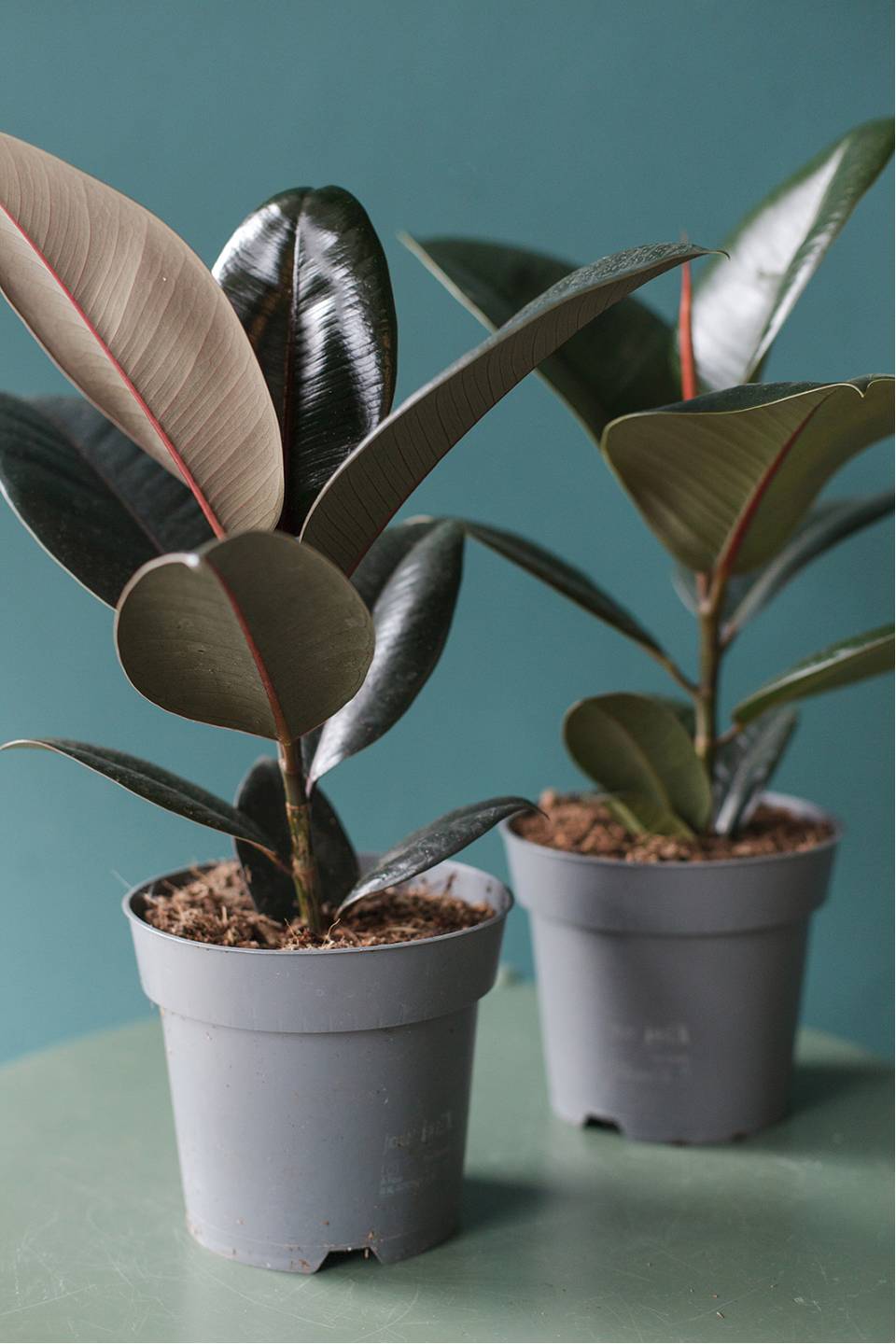 Фикус Робуста (Ficus Robusta) - с доставкой по Минску