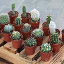 Кактус мини - быстрая доставка в Минске - миниатюра