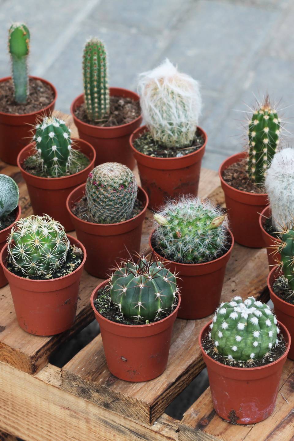 Кактус мини - быстрая доставка в Минске