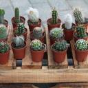 Кактус мини - подарочное оформление - миниатюра