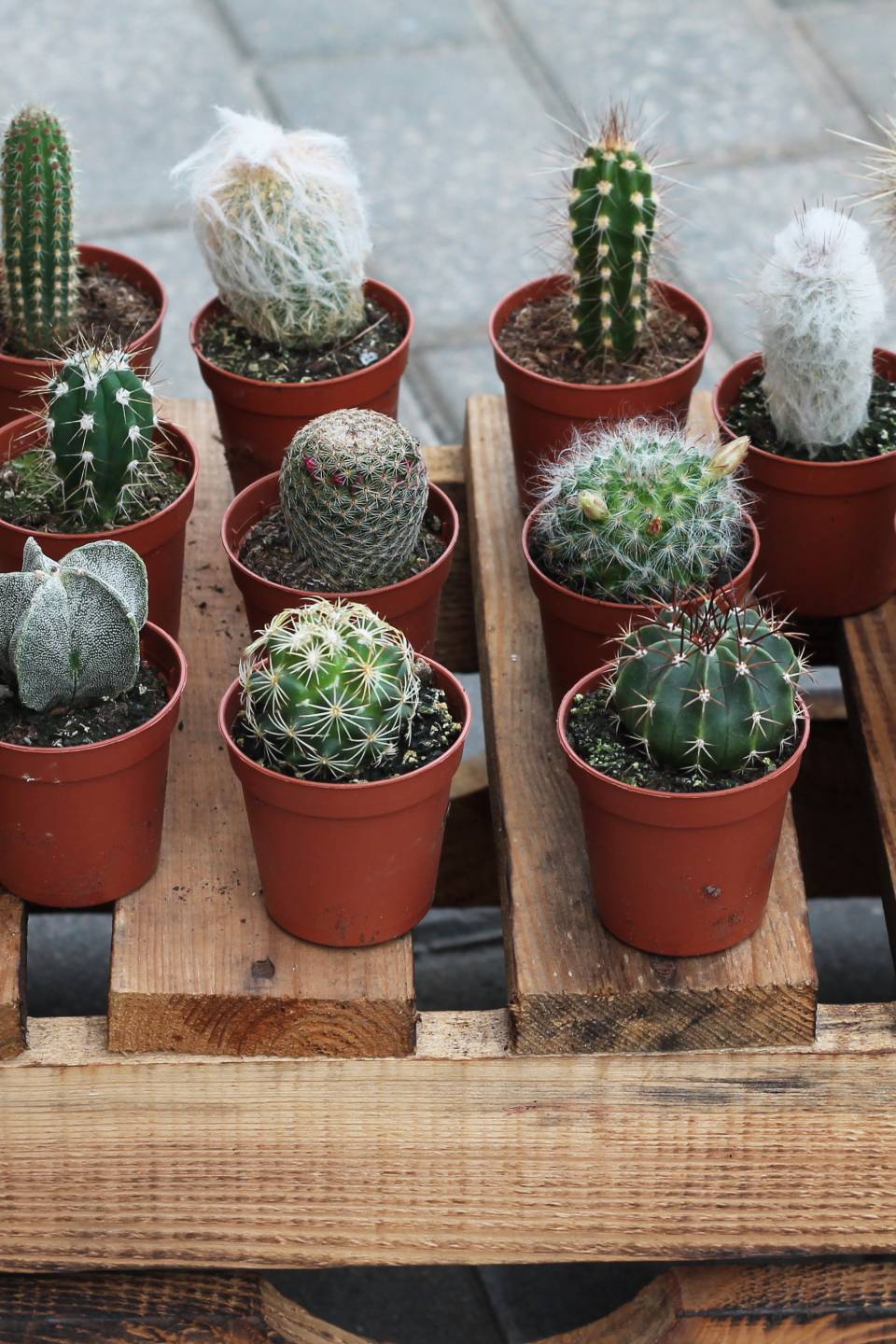 Кактус мини - подарочное оформление