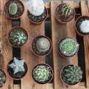 Кактус мини - с добавлением зелени - миниатюра 