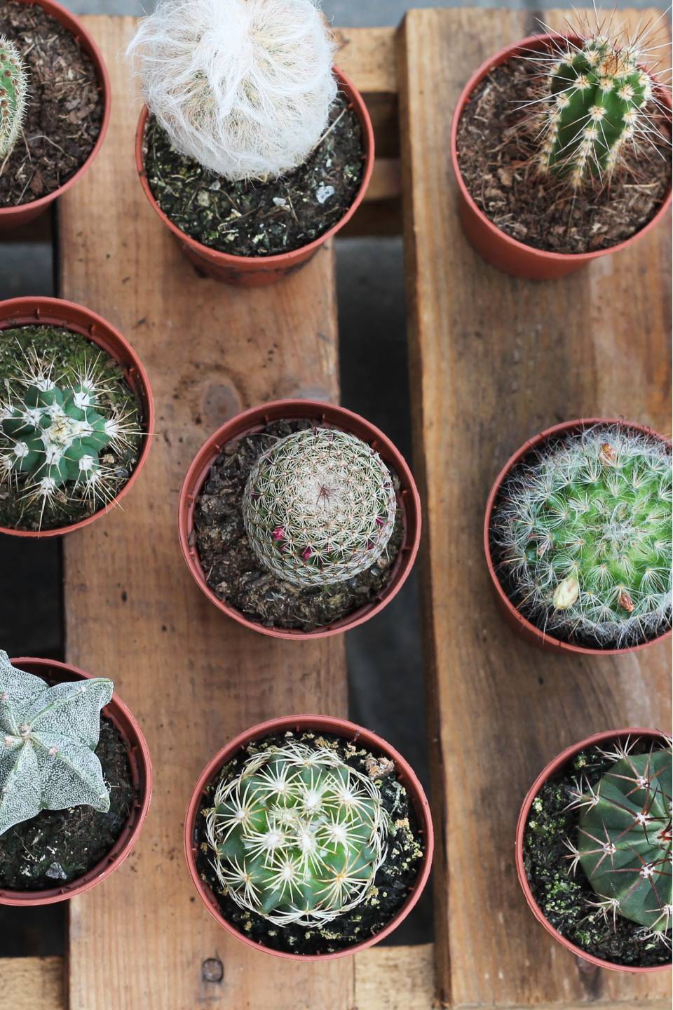 Кактус мини - с добавлением зелени