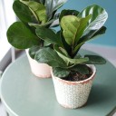 Фикус Лирата (Ficus Lyrata) - с доставкой по Минску - миниатюра