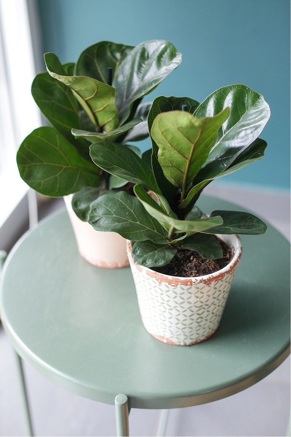 Фикус Лирата (Ficus Lyrata) - с доставкой по Минску