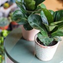 Фикус Лирата (Ficus Lyrata) - для женщины/молодой пары - миниатюра