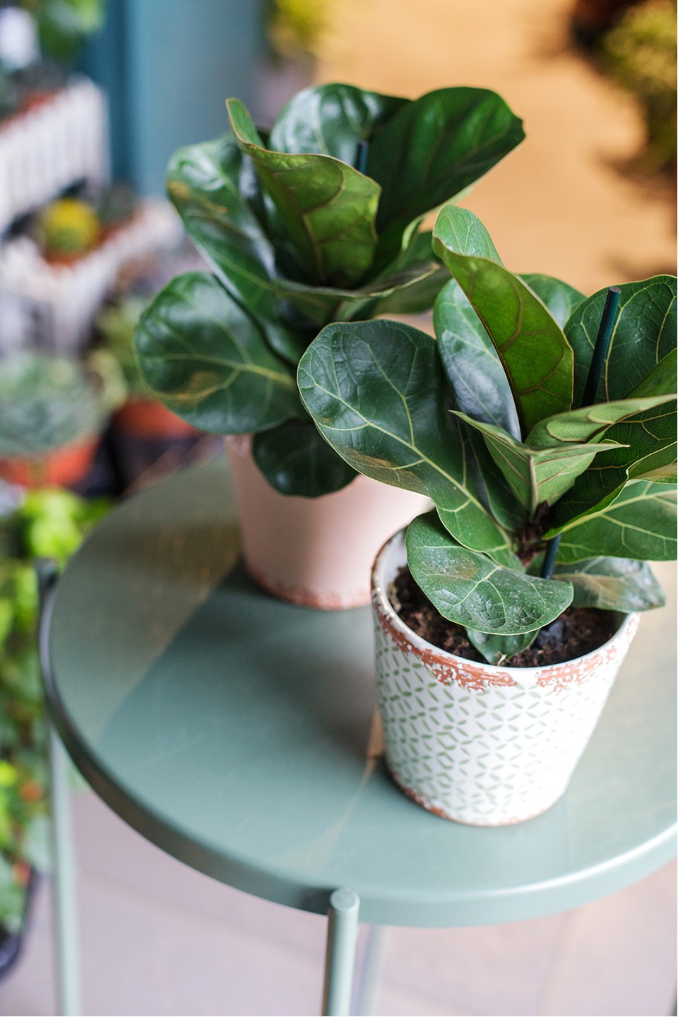 Фикус Лирата (Ficus Lyrata) - для женщины/молодой пары