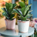 Фикус Лирата (Ficus Lyrata) - быстрая доставка в Минске - миниатюра