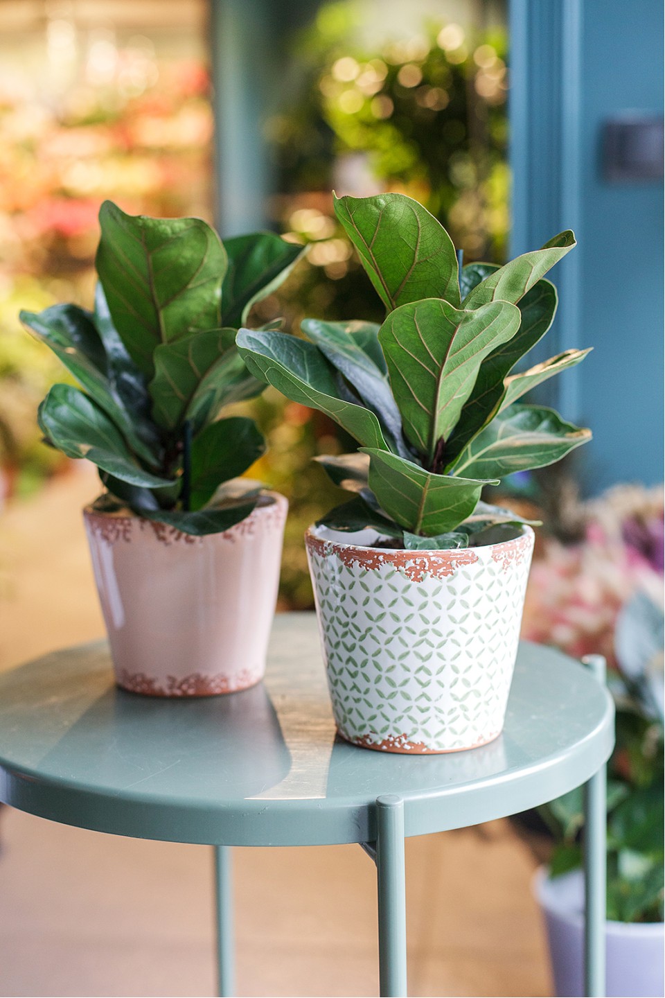 Фикус Лирата (Ficus Lyrata) - быстрая доставка в Минске