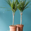 Драцена Маргината (DRACAENA) - с доставкой по Минску - миниатюра