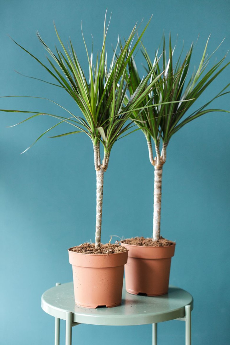 Драцена Маргината (DRACAENA) - с доставкой по Минску