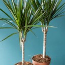 Драцена Маргината (DRACAENA) - с добавлением зелени - миниатюра 