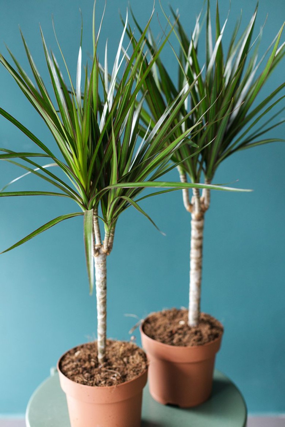 Драцена Маргината (DRACAENA) - с добавлением зелени