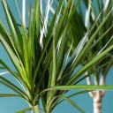 Драцена Маргината (DRACAENA) - миниатюра
