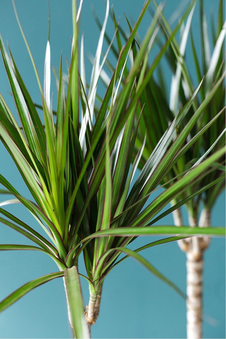 Драцена Маргината (DRACAENA)