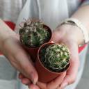 Кактус мини - с доставкой по Минску - миниатюра