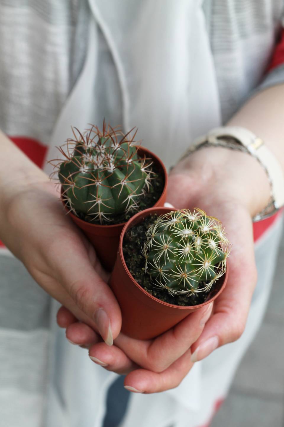 Кактус мини - с доставкой по Минску