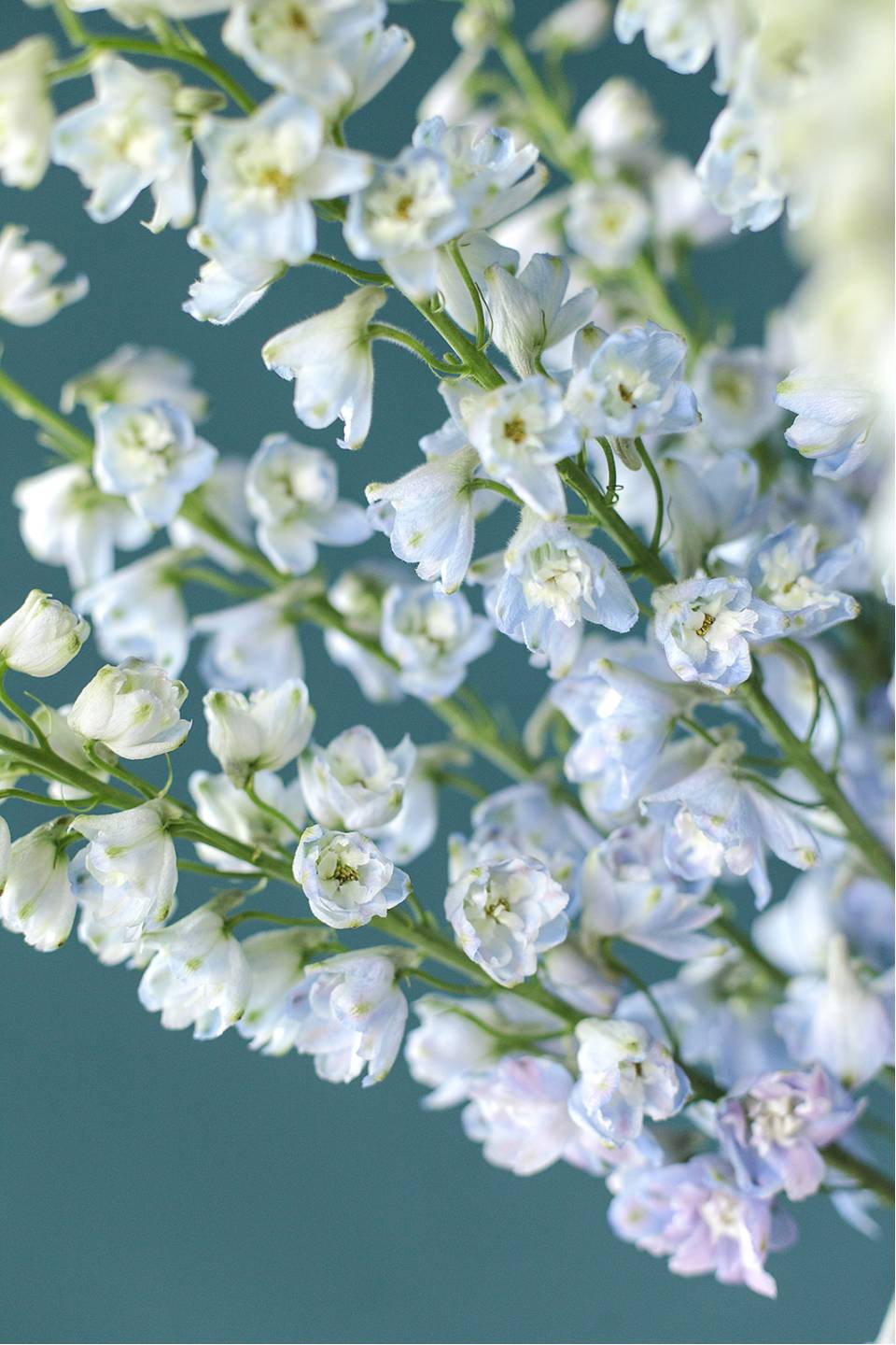 Дельфиниум  (Delphinium) - быстрая доставка в Минске