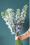 Дельфиниум  (Delphinium)