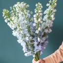 Дельфиниум  (Delphinium) - с доставкой по Минску - миниатюра