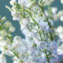 Дельфиниум  (Delphinium) - подарочное оформление - миниатюра