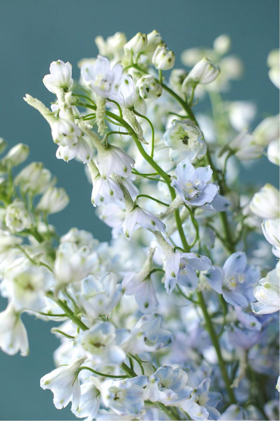 Дельфиниум  (Delphinium) - подарочное оформление