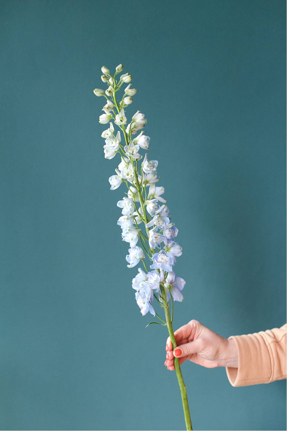 Дельфиниум  (Delphinium) - с добавлением зелени