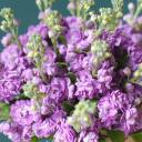 Маттиола - миниатюра 11