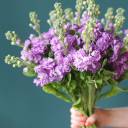 Маттиола - миниатюра 9