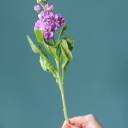 Маттиола - миниатюра 10