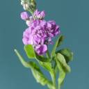 Маттиола - миниатюра