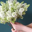 Сирень белая - подарочное оформление - миниатюра