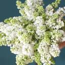 Сирень белая - с доставкой по Минску - миниатюра