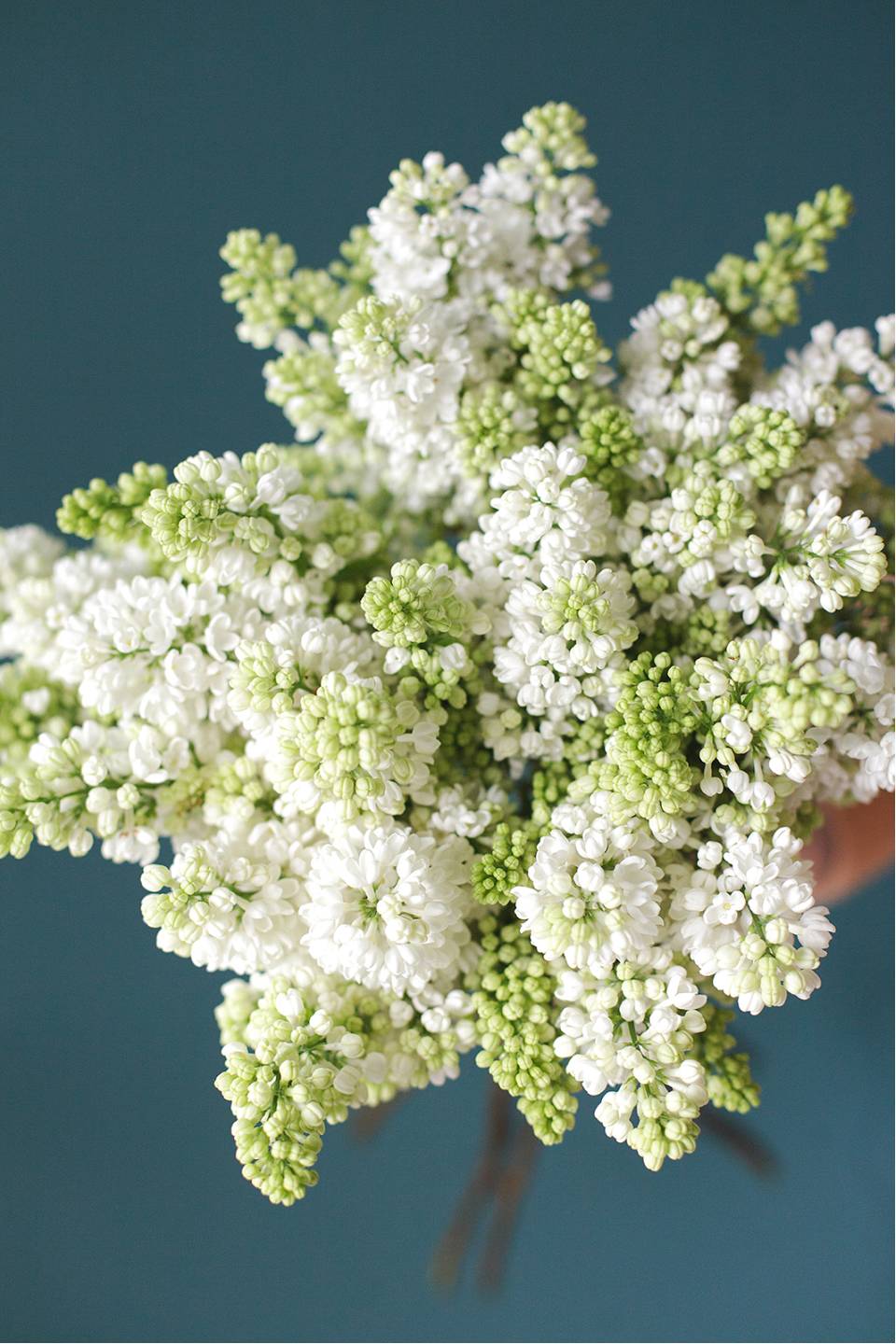 Сирень белая - с доставкой по Минску