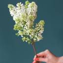 Сирень белая - с добавлением зелени - миниатюра 