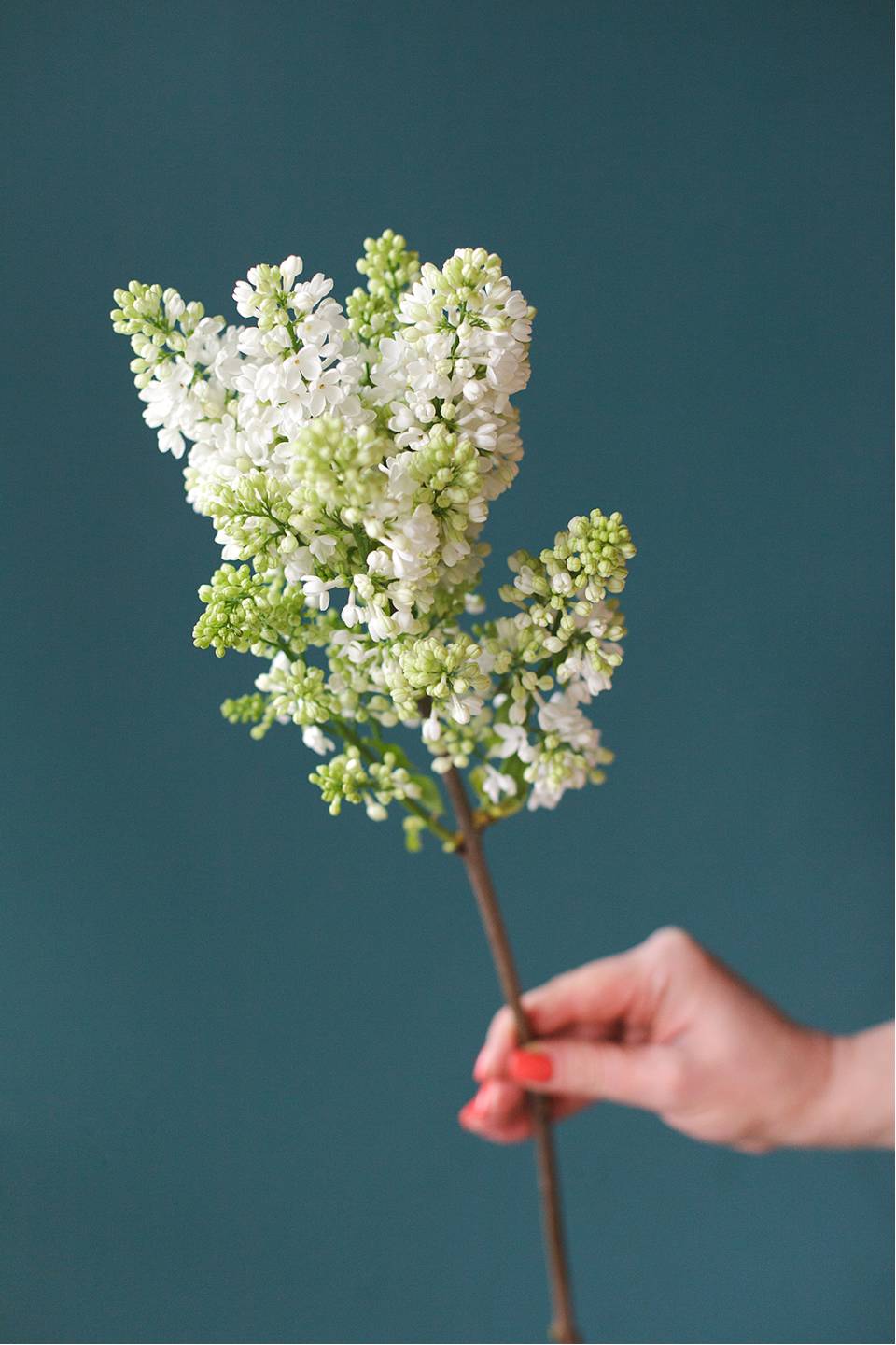 Сирень белая - с добавлением зелени