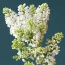 Сирень белая - миниатюра