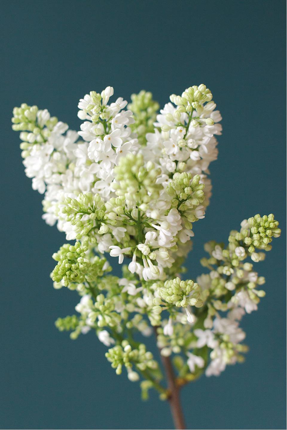 Сирень белая