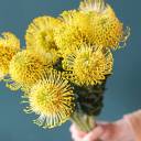 Леукаспермум желтый - с доставкой по Минску - миниатюра