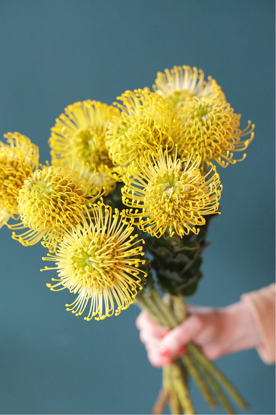 Леукаспермум желтый - с доставкой по Минску