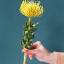 Леукаспермум желтый - с добавлением зелени - миниатюра 