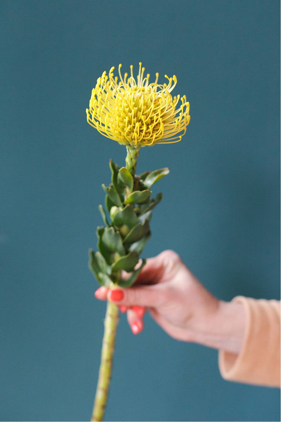 Леукаспермум желтый - с добавлением зелени