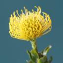 Леукаспермум желтый - миниатюра