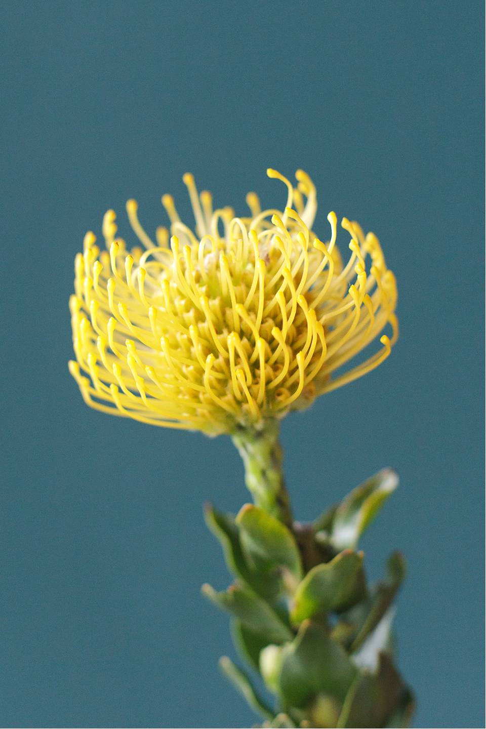 Леукаспермум желтый Леукаспермум желтый